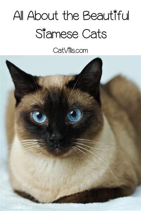 Siamese Cat Traits Petwarehouse