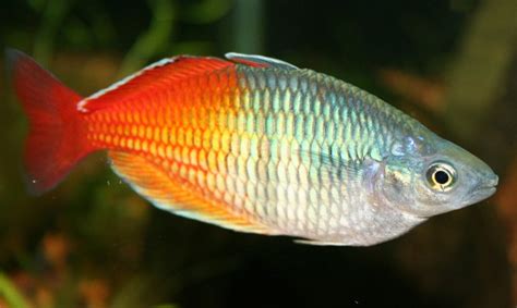 Boesemans Regenbogenfisch Lake Aitinjo Melanotaenia Boesemani