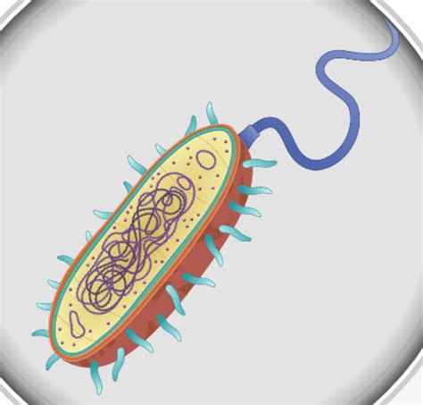 Bacterial Cell Diagram Quizlet