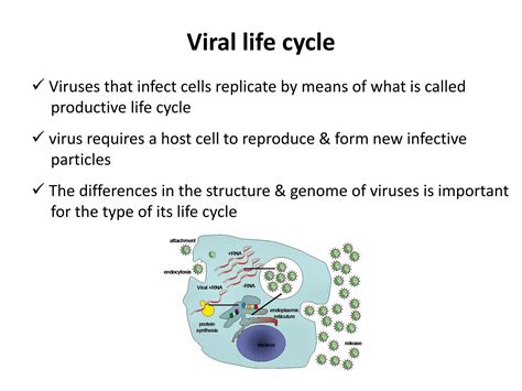 Solution Viral Life Cycle Studypool