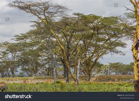 Beautiful Wild African Savana Kenya Stock Photo 2207281603 | Shutterstock