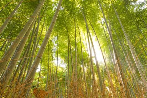 Bamboo Forest in Japan — Stock Photo © somchaij #57164585