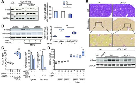 Association Between Sp Rna Hbsp And Ccl Expression In Vitro A Left