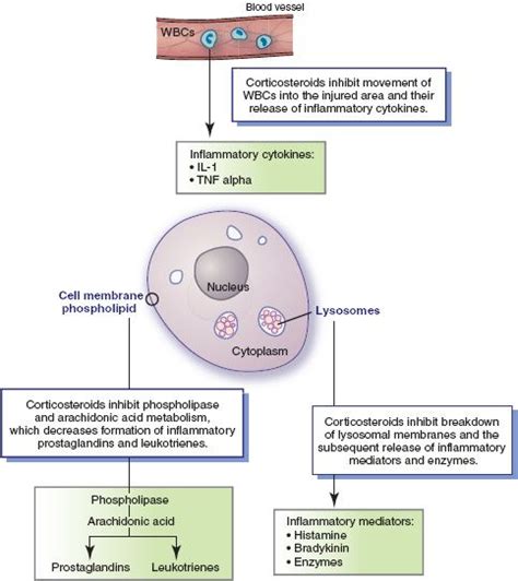 Drug Therapy With Corticosteroids Nurse Key