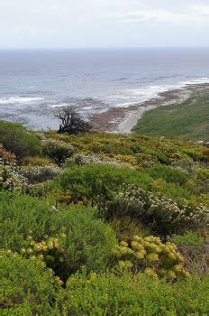 Solve Gifkommetjie Walk Jigsaw Puzzle Online With Pieces