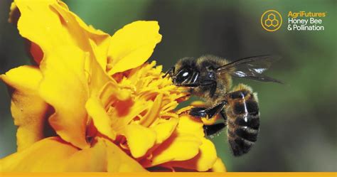 Honey Bee & Pollination | AgriFutures Australia