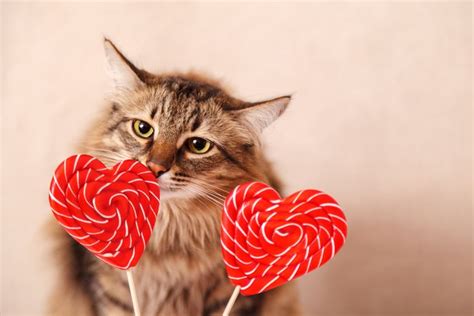 Cats Who Want To Be Your Valentine This Valentine S Day Pictures