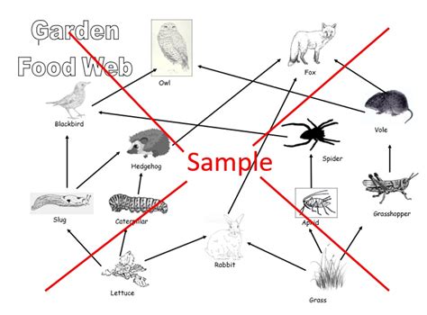 Garden Food Web Worksheet Teaching Resources