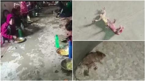 West Bengal Dead Lizard And Rat Found In Mid Day Meal In Malda Locals