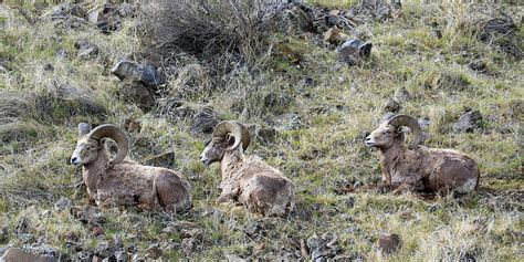 A Time For Rest Photograph By Steve Mckinzie Fine Art America