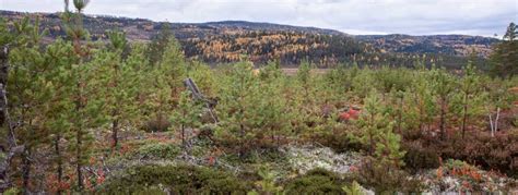 Naturlig Foryngelse Skogbruk Store Norske Leksikon