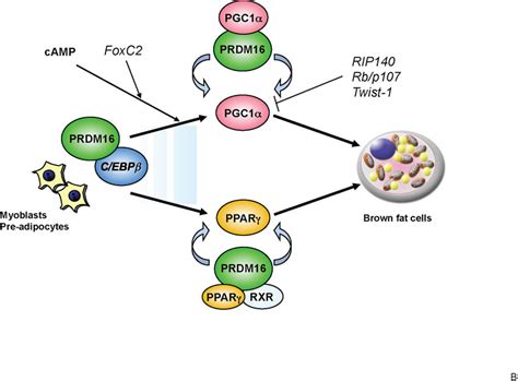 Transcriptional Control Of Brown Fat Development Through PRDM16