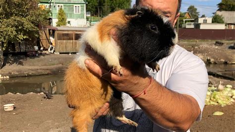 We Found The Biggest Guinea Pig 😳😳😳 Youtube