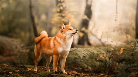 Giá Chó Shiba Những Lưu Ý Khi Mua Chó Shiba Thuần Chủng