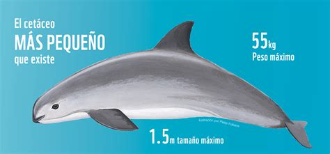 Vaquita Wwf