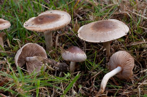 Fungi Hebeloma Doncaster Naturalists Society