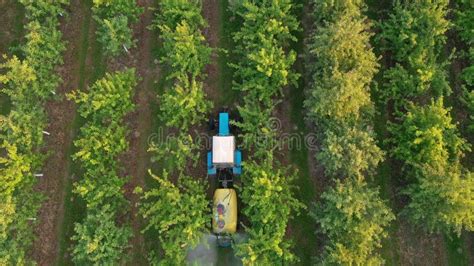 Tractor Spraying Apple Trees In Garden With Herbicides And Pesticides