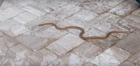 How to Keep Snakes Out of My Garden