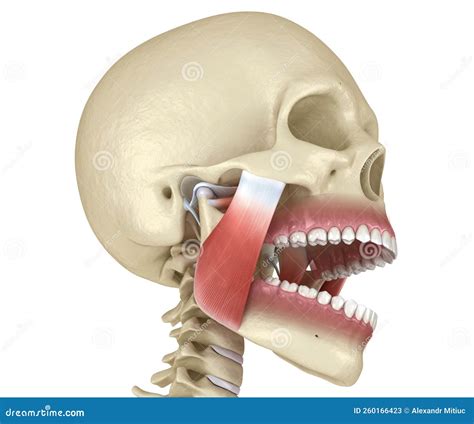 TMJ: The Temporomandibular Joints. Healthy Occlusion Anatomy. Medically Accurate 3D Illustration ...