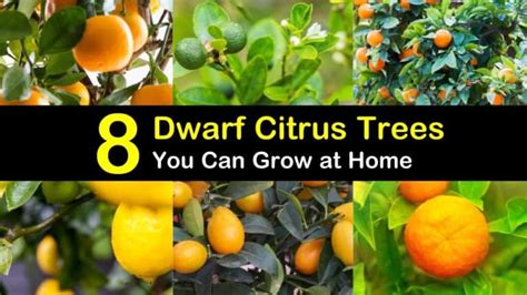 8 Different Dwarf Citrus Trees You Can Grow at Home