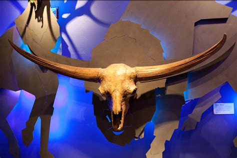 Bison latifrons fossil skull cast replica – TaylorMadeFossils.com and ...