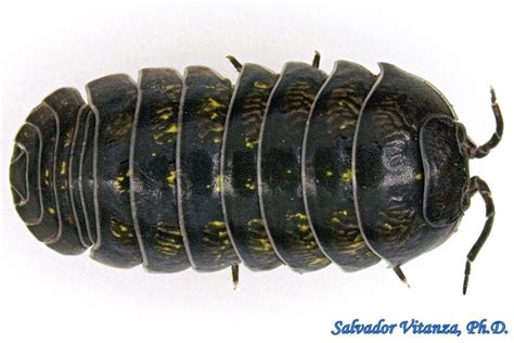 Class Malacostraca-Isopoda-Armadillidiidae-Armadillidium vulgare ...