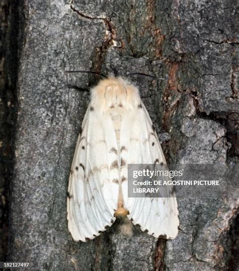 The Gypsy Moths Photos And Premium High Res Pictures Getty Images