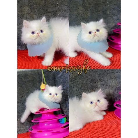 Jual Foto Kucing persia | Shopee Indonesia