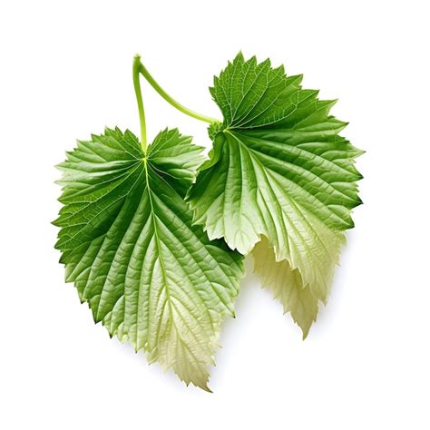 Premium Ai Image Variety Of Nature White Mulberry Leaves Type Of Herb