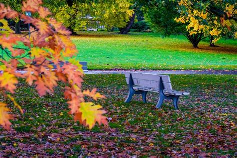 Autumn Forest With Colorful Leaves In Nature Stock Image Everypixel