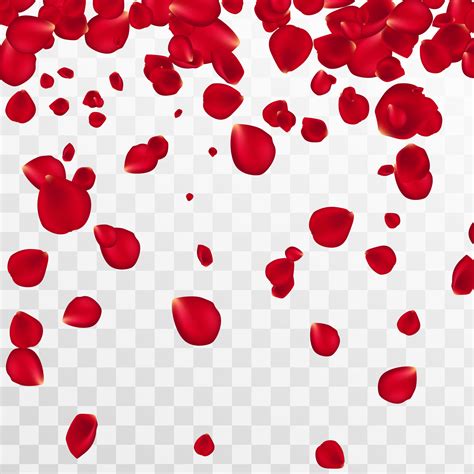 Abstract background with flying red rose petals on a white transparent ...