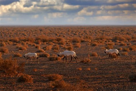 Paysages De Jordanie Couper Le Souffle