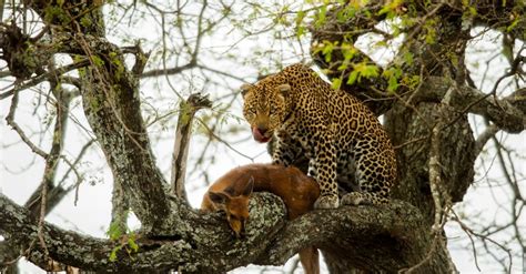 Can Lions Climb Trees A Z Animals