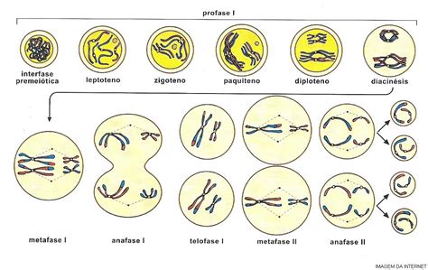 Fases De Divisao Celular