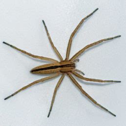 house california spiders identification chart - Dulcie Whaley