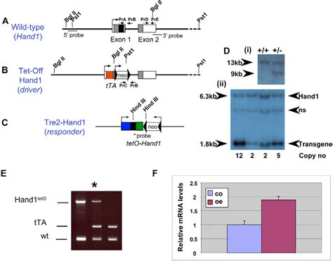 Figure From Hand Regulates Cardiomyocyte Proliferation Versus