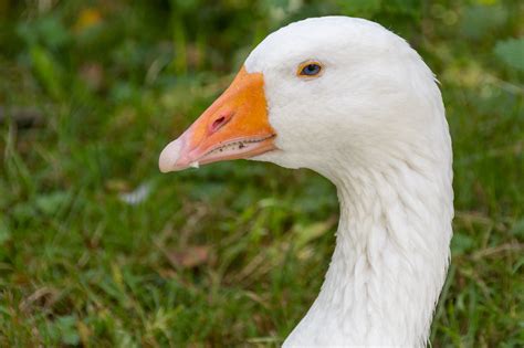 White Goose Free Stock Photo - Public Domain Pictures