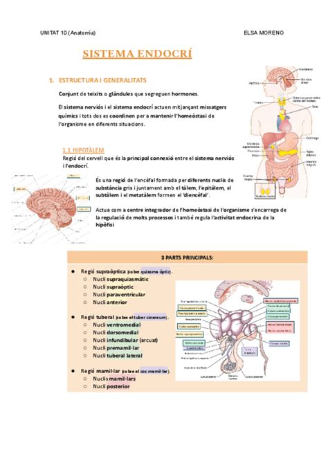 Unitat Sistema Endocri Pdf