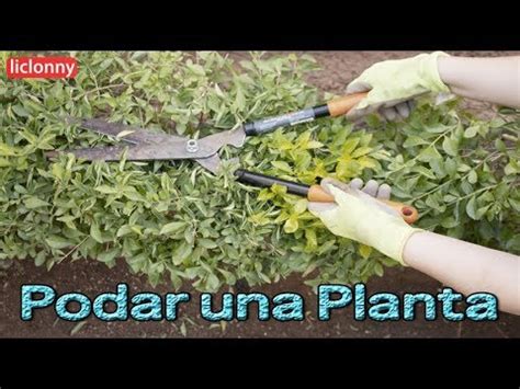 Jardiner A C Mo Podar Una Planta En Forma F Cil Liclonny Youtube