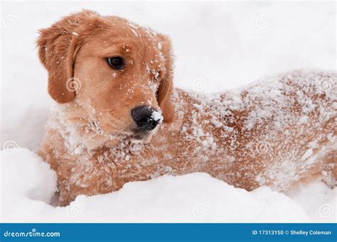 Golden Retriever Snow Puppy Stock Photo - Image of golden, snow: 17313150