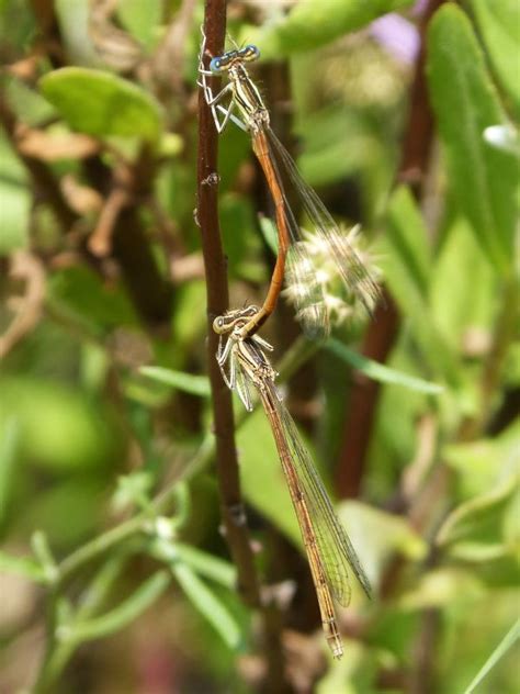 Free Images Insect Fauna Invertebrate Close Up Dragonfly