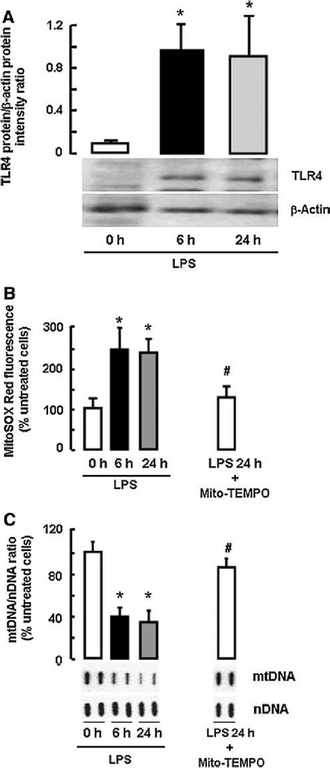 Effect Of Lps On Toll Like Receptor 4 Tlr4 Protein Expression