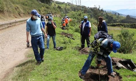 Campaña De Arborización Logra Sembrar Más De 500 Mil árboles En Quito