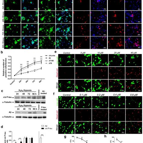 The Neurotoxic Effects Of P Tau And A Oligomers Ad Effect Of H O