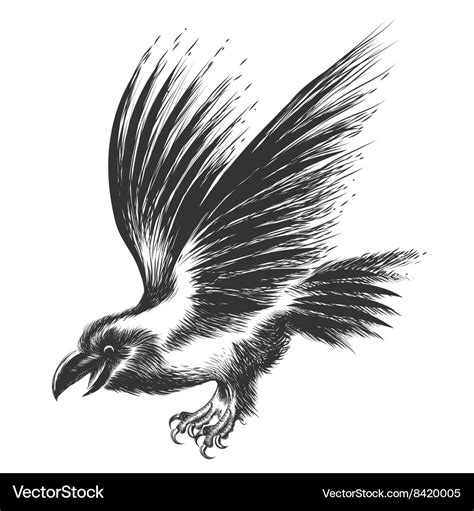 Raven sketch Royalty Free Vector Image - VectorStock