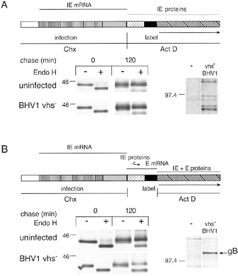 Figure From The Ul Encoded Virion Host Shutoff Vhs Protein And