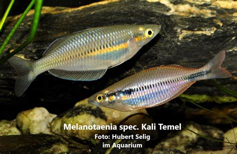 Melanotaenia Spec Kali Temel Rainbowfishstable