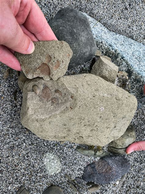 Bivalve Fossils In Valley Of Ten Thousand Smokes Katmai National Park