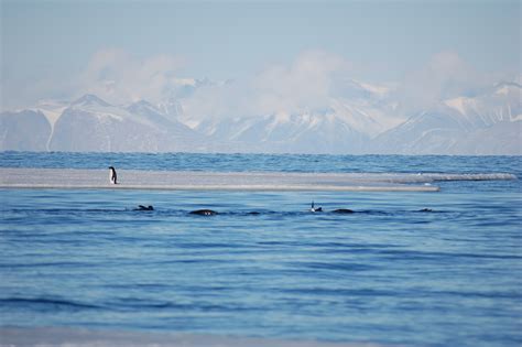 Newsletter 56 des AK Polarlehrer erschienen Deutsche Gesellschaft für