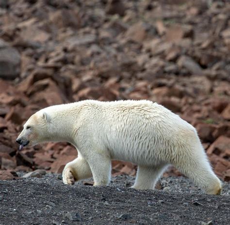 Gr Nland Verliert J Hrlich Giga Tonnen An Eis Ins Meer Welt